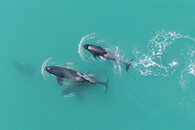 Alaska Whale Watching with bonus Drone viewing of Whales - The drone bonus: seeing whales from above without breaking the spell
