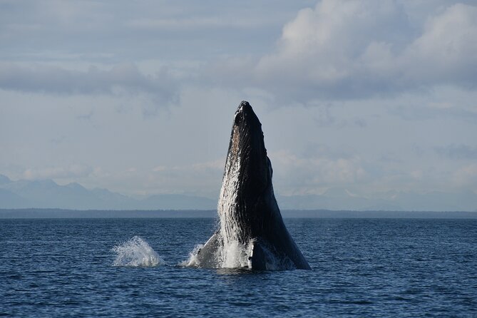 Alaska Whale Watching with bonus Drone viewing of Whales - Wildlife watch targets: what you should watch for on the water