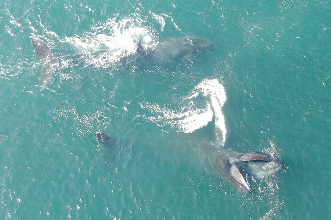 Alaska Whale Watching with bonus Drone viewing of Whales - A typical 3-hour flow on the water (and why it works)