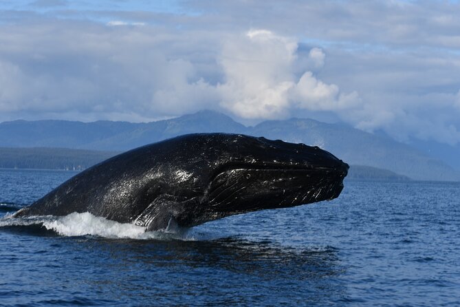 Alaska Whale Watching with bonus Drone viewing of Whales - What’s included: the small stuff that keeps the experience smooth