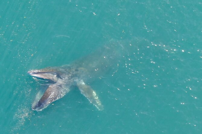 Alaska Whale Watching with bonus Drone viewing of Whales - Price check: is $249 worth it for a whale-and-drone combo?