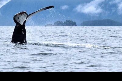 Amazing Whale Watching and Marine Wildlife Shore Excursion - Crescent Harbor start: easy check-in and the right kind of comfort