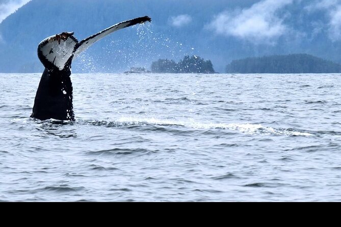 Amazing Whale Watching and Marine Wildlife Shore Excursion - Crescent Harbor start: easy check-in and the right kind of comfort