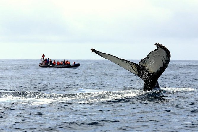 Among Whales Dolphins and Volcanoes Full Day Tour With Lunch - Key highlights worth knowing