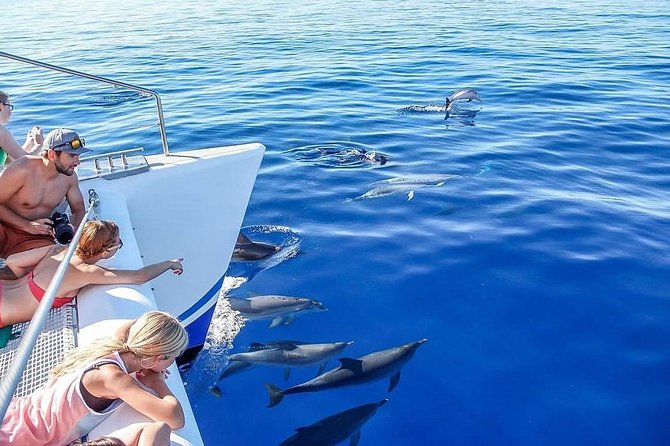 Among Whales Dolphins and Volcanoes Full Day Tour With Lunch - Whales plus volcano sights: how this day is built