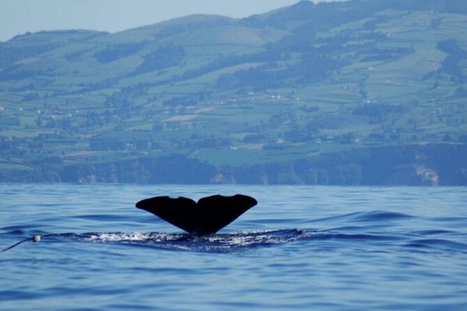 Among Whales Dolphins and Volcanoes Full Day Tour With Lunch - Lagoa do Fogo and Salto do Cabrito: the volcano half of the day