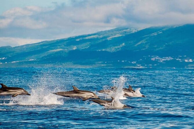 Among Whales Dolphins and Volcanoes Full Day Tour With Lunch - The morning boat: what you’re really signing up for