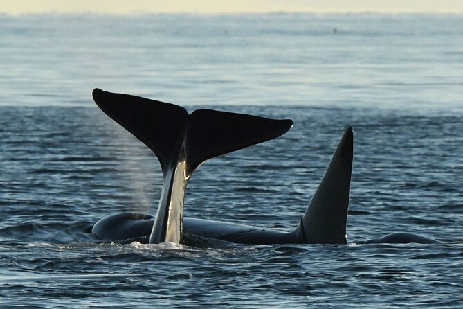 Anacortes Whale Watching Adventure Tour - Zodiac Boat - Key Highlights to Know Before You Go