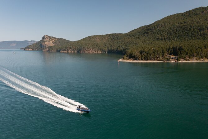 Anacortes Whale Watching Adventure Tour - Zodiac Boat - Price and Value: Is $149 Worth It?
