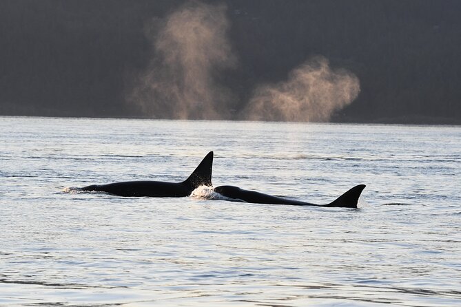 Anacortes Whale Watching Adventure Tour - Zodiac Boat - Who This Tour Fits Best (And Who Should Skip It)