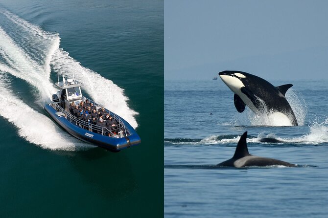 Anacortes Whale Watching Adventure Tour - Zodiac Boat - What You’ll See: Orcas, Humpbacks, Grays, and Minke Whales