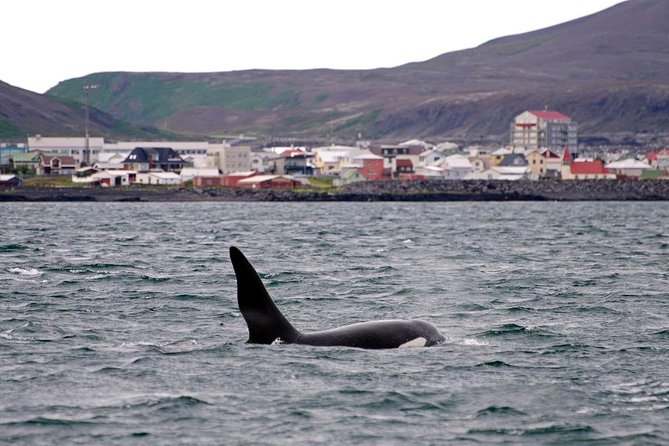 ATV & Whale Watching Full day adventure in Reykjavik - Part 1: Quad Biking Beyond Reykjavik to Ulfarsfell