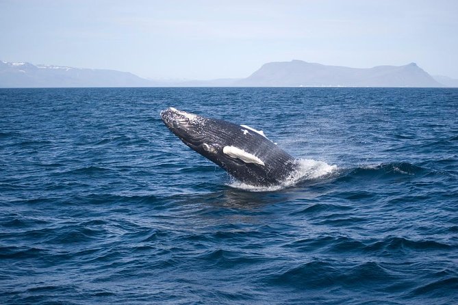 ATV & Whale Watching Full day adventure in Reykjavik - Reykjavik Harbor Break: Lunch Area Plus Sea-Life Inspiration