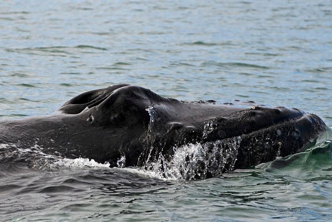 ATV & Whale Watching Full day adventure in Reykjavik - What the Guide Adds (Beyond Just Pointing)