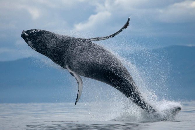 ATV & Whale Watching Full day adventure in Reykjavik - Gear Included for ATV: You Show Up Ready to Ride