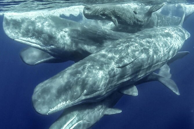 Azores Whale Watching & Islet Boat Tour - Key points to know before you go