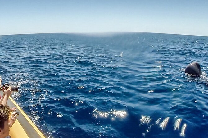 Azores Whale Watching & Islet Boat Tour - Species chances: sperm whales, pilot whales, dolphins, and sea turtles