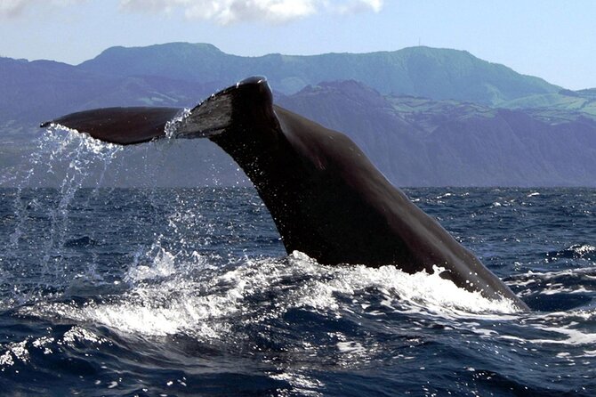 Azores Whale Watching & Islet Boat Tour - What’s actually included—and why that affects value
