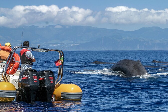 Azores Whale Watching & Islet Boat Tour - The 3-hour rhythm: briefing, high-speed search, then the islet loop