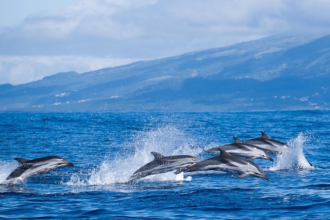 Azores Whale Watching Tour – Ponta Delgada - Meeting at Marina Pêro de Teive: where the trip really starts