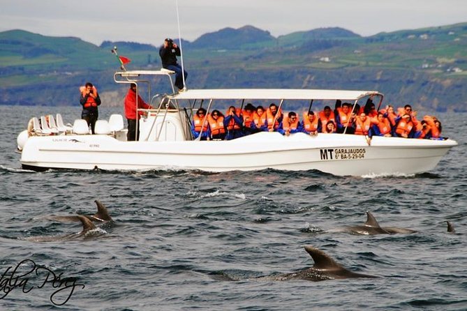 Azores Whale Watching Tour – Ponta Delgada - Boat choice: catamaran comfort vs speedboat thrill