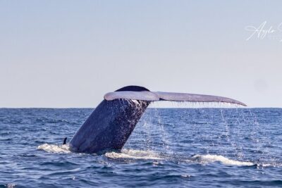 Azores Whale Watching Tour – Ponta Delgada - What’s included (and why it adds value)