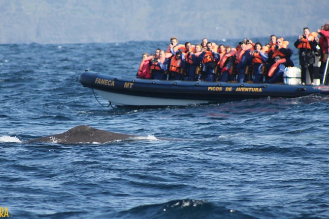 Azores Whale Watching Tour – Ponta Delgada - The 15–20 minute safety briefing that sets up better sightings
