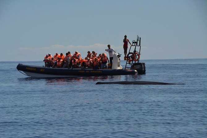 Azores Whale Watching Tour – Ponta Delgada - At sea: how the route works and what to scan for