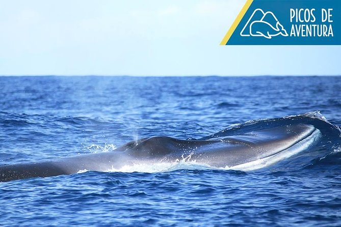 Azores Whale Watching Tour – Ponta Delgada - Timing and what “2 to 3 hours” feels like
