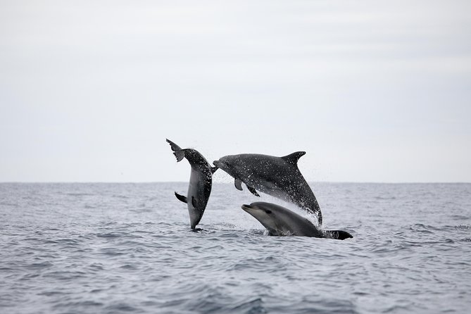 Azores Whale Watching Tour – Ponta Delgada - Returning to shore: wrap-up at the marina