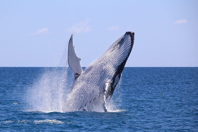 Bahía Málaga: Humpback Whale Watching in Cali - Colombia - Key highlights worth planning for