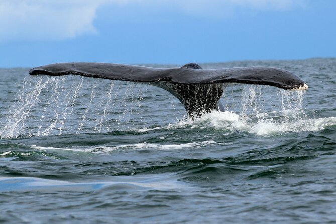 Bahía Málaga: Humpback Whale Watching in Cali - Colombia - The 4:30 a.m. start and how the day actually moves