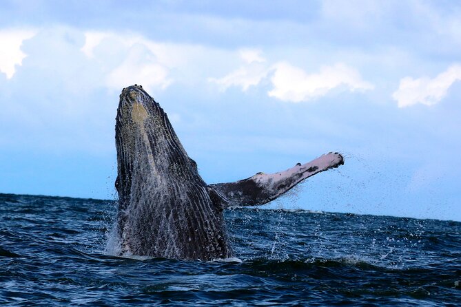Bahía Málaga: Humpback Whale Watching in Cali - Colombia - Juanchaco beach time: sea food and Pacific culture