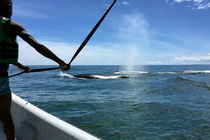 Bahía Málaga: Humpback Whale Watching in Cali - Colombia - Whale watching on the water: how the guide changes the odds