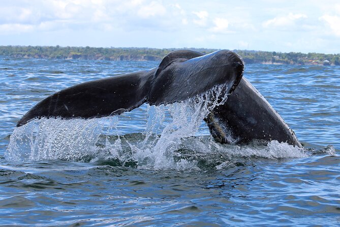 Bahía Málaga: Humpback Whale Watching in Cali - Colombia - Logistics that affect your comfort (more than you’d expect)