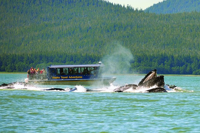 Best of Juneau: Mendenhall Glacier, Whale Watching and Salmon Bake - Why This Three-in-One Juneau Day Works So Well