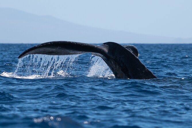 Best Waikiki Whale Watching in Honolulu: Whales Guaranteed - Key Highlights You’ll Care About