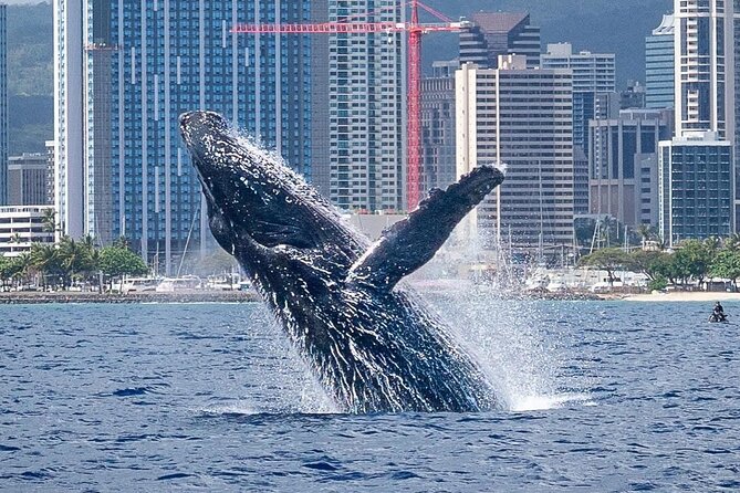 Best Waikiki Whale Watching in Honolulu: Whales Guaranteed - Waikiki Whale Watching, Guaranteed: How the Promise Works