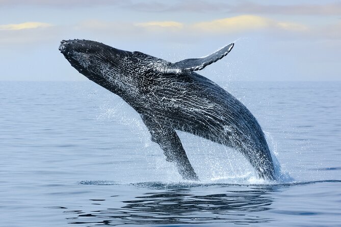 Best Waikiki Whale Watching in Honolulu: Whales Guaranteed - What You’ll Actually See: Humpbacks Plus the Usual Wildlife Bonuses