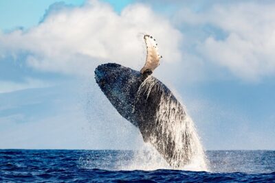 Best Waikiki Whale Watching in Honolulu: Whales Guaranteed - The 2-Hour Flow From Holomoana Street to Best Whale Viewing Points