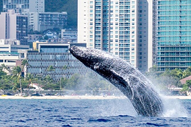 Best Waikiki Whale Watching in Honolulu: Whales Guaranteed - Seats, Viewing Angles, and the Small-Group Advantage