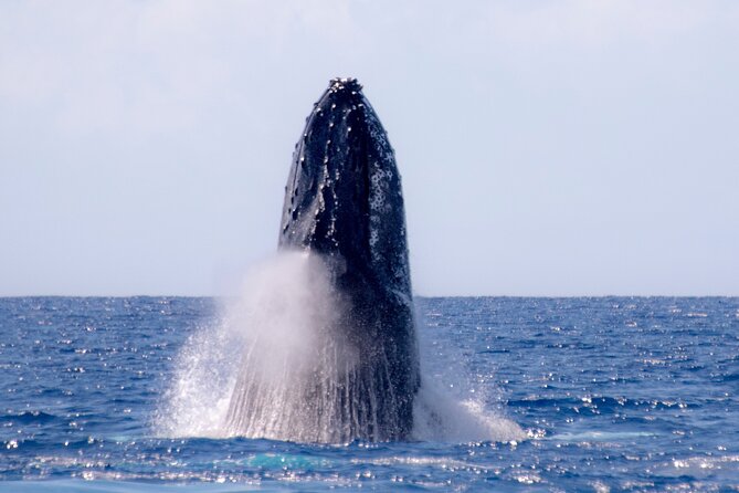 Best Waikiki Whale Watching in Honolulu: Whales Guaranteed - Price and Value at $79: What You’re Really Buying