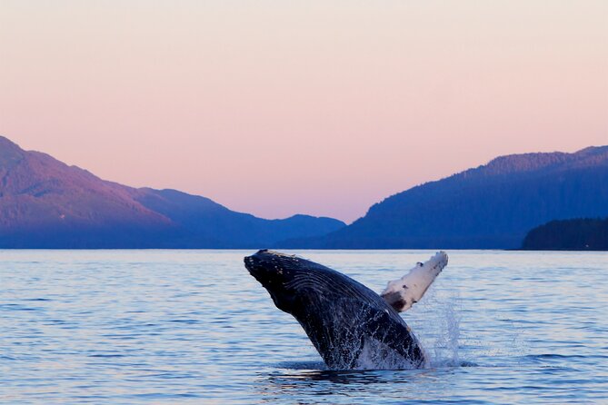 Best Whale Watching and Wildlife Shore Excursion in Sitka - Key things to know before you go