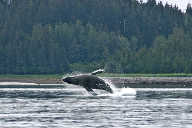 Best Whale Watching and Wildlife Shore Excursion in Sitka - Sitka Sound is built for wildlife watching (and you’ll feel it fast)