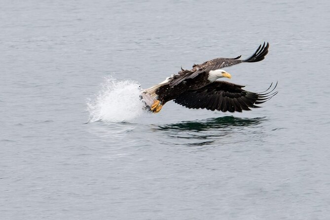 Best Whale Watching and Wildlife Shore Excursion in Sitka - Wildlife targets: what you can realistically hope to see