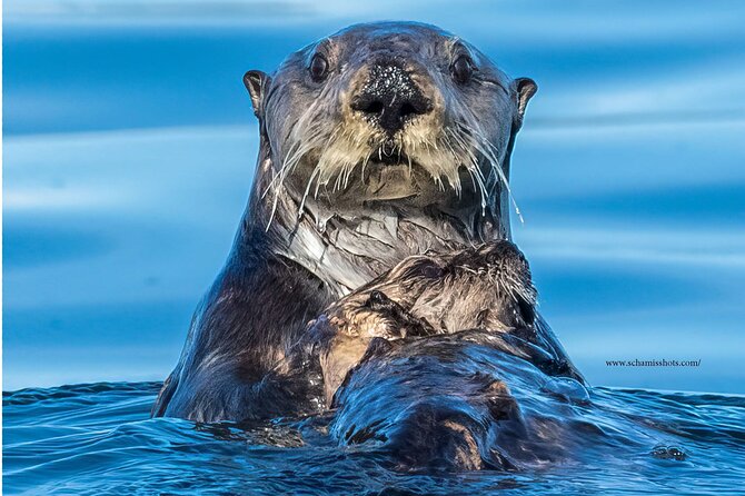 Best Whale Watching and Wildlife Shore Excursion in Sitka - The guide factor: how a local spots patterns