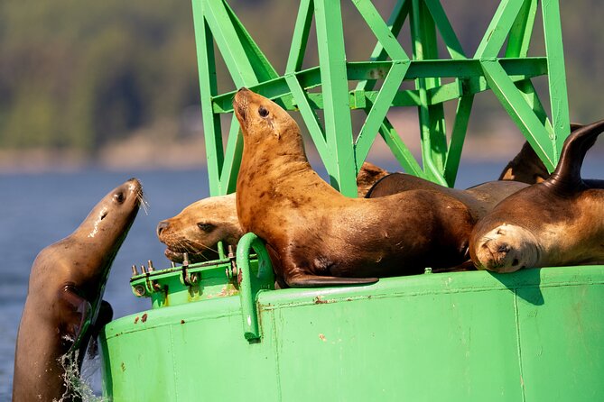 Best Whale Watching and Wildlife Shore Excursion in Sitka - Your boat setup: comfort for cold air, space for good sightlines