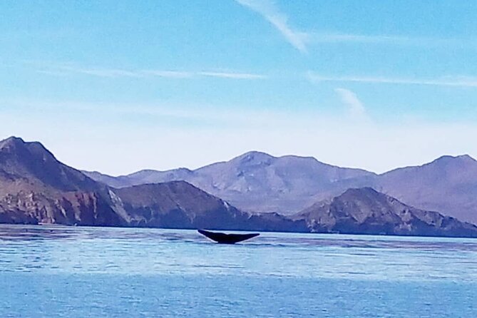 Blue Whale Watching in Loreto - Key things to know before you go