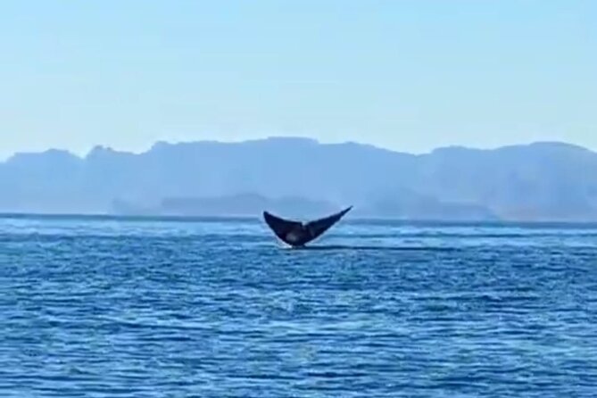 Blue Whale Watching in Loreto - Price and value: what $208.50 really covers