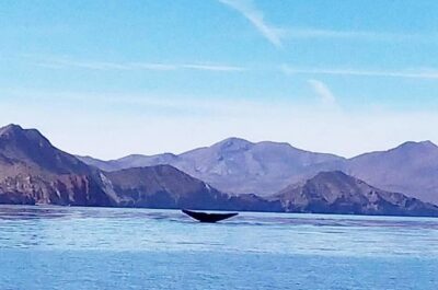 Blue Whale Watching in Loreto - Where the trip starts: Guaycura Adventures and the 8:00 am launch